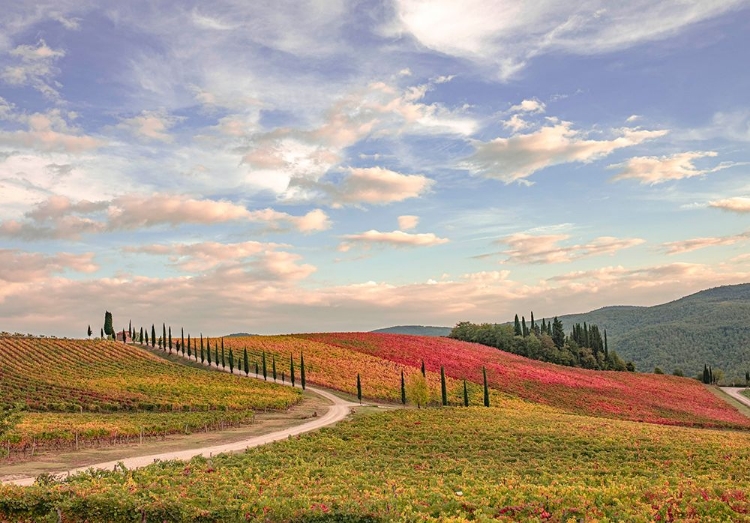 Picture of ITALY-TUSCANY-VINEYARD