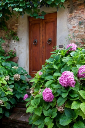 Picture of ITALY-TUSCANY-PIENZA HYDRANGEAS AT THE ENTRANCE OF A HOME IN THE STREETS OF PIENZA