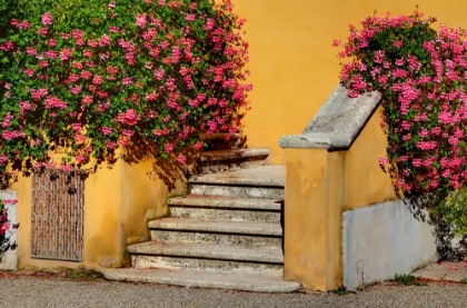 Picture of ITALY-TUSCANY STAIRS COVERED IN FLOWERS