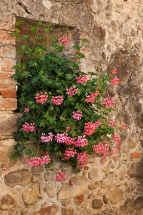 Picture of ITALY-TUSCANY PINK IVY GERANIUMS BLOOMING IN A WINDOW IN TUSCANY