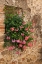 Picture of ITALY-TUSCANY PINK IVY GERANIUMS BLOOMING IN A WINDOW IN TUSCANY