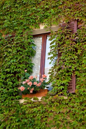 Picture of ITALY-TUSCANY-MONTEPULCIANO WINDOW SURROUNDED BY IVY WITH POT OF GERANIUMS IN HILL TOWN