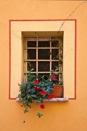 Picture of ITALY-TUSCANY-MONTEPULCIANO POTTED PLANT ON A WINDOWSILL IN THE HILL TOWN OF MONTEPULCIANO