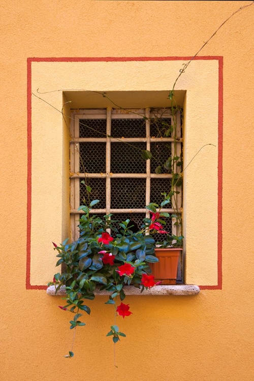 Picture of ITALY-TUSCANY-MONTEPULCIANO POTTED PLANT ON A WINDOWSILL IN THE HILL TOWN OF MONTEPULCIANO
