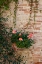 Picture of ITALY-TUSCANY-MONTEPULCIANO GERANIUM GROWING IN A POT AGAINST AN OLD BRICK BUILDING