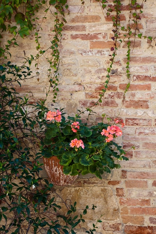 Picture of ITALY-TUSCANY-MONTEPULCIANO GERANIUM GROWING IN A POT AGAINST AN OLD BRICK BUILDING