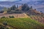 Picture of ITALY-TUSCANY BELVEDERE HOUSE-OLIVE TREES-AND VINEYARDS NEAR SAN QUIRICO DORCIA