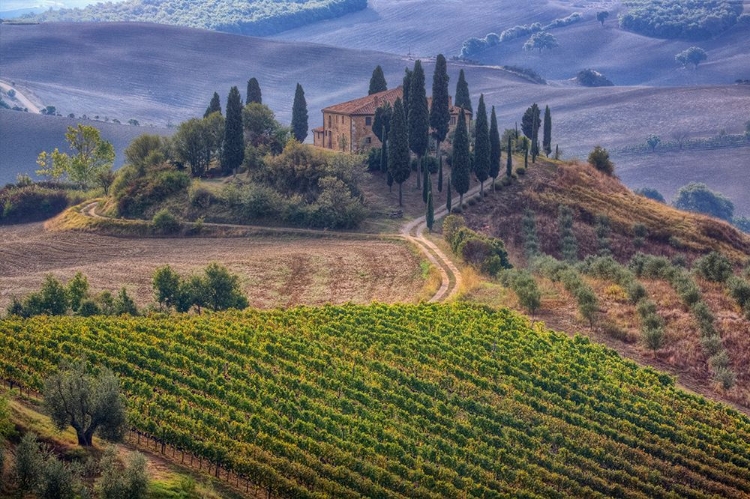 Picture of ITALY-TUSCANY BELVEDERE HOUSE-OLIVE TREES-AND VINEYARDS NEAR SAN QUIRICO DORCIA