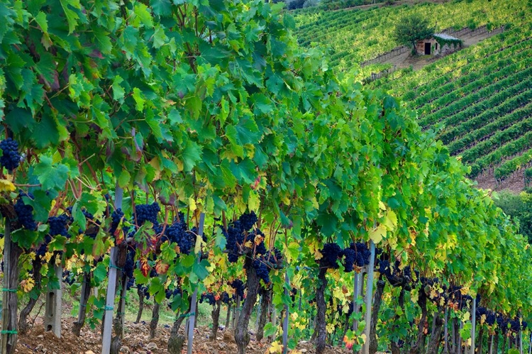 Picture of ITALY-TUSCANY VINEYARD WITH GRAPES ON THE VINE AND SMALL SHED IN THE FIELD