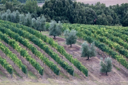 Picture of ITALY-TUSCANY VINEYARD AND OLIVE TREES IN THE TUSCAN LANDSCAPE