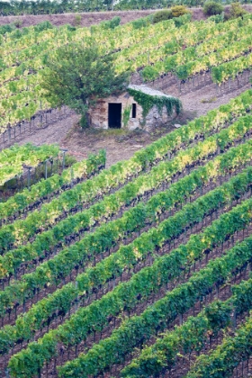 Picture of ITALY-TUSCANY VINEYARD WITH GRAPES ON THE VINE AND SMALL SHED IN THE FIELD