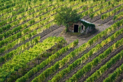 Picture of ITALY-TUSCANY VINEYARD WITH GRAPES ON THE VINE AND SMALL SHED IN THE FIELD