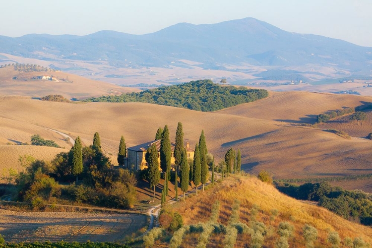 Picture of ITALY-TUSCANY BELVEDERE HOUSE-OLIVE TREES-AND VINEYARDS NEAR SAN QUIRICO DORCIA