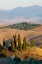 Picture of ITALY-TUSCANY BELVEDERE HOUSE-OLIVE TREES-AND VINEYARDS NEAR SAN QUIRICO DORCIA