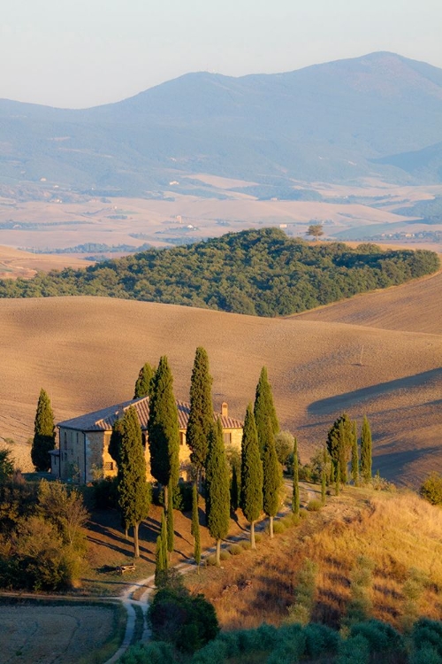 Picture of ITALY-TUSCANY BELVEDERE HOUSE-OLIVE TREES-AND VINEYARDS NEAR SAN QUIRICO DORCIA