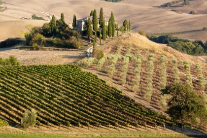 Picture of ITALY-TUSCANY BELVEDERE HOUSE-OLIVE TREES-AND VINEYARDS NEAR SAN QUIRICO DORCIA