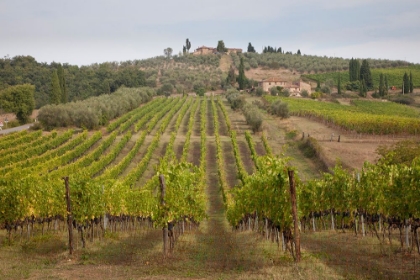 Picture of ITALY-TUSCANY ROWS OF GRAPE VINES IN A VINEYARD IN TUSCANY