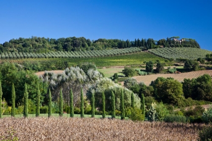 Picture of ITALY-TUSCANY VILLA ON HILLSIDE SURROUNDED WITH OLIVE TREES AND VINEYARD