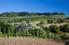 Picture of ITALY-TUSCANY VILLA ON HILLSIDE SURROUNDED WITH OLIVE TREES AND VINEYARD