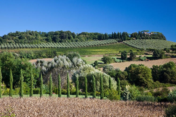 Picture of ITALY-TUSCANY VILLA ON HILLSIDE SURROUNDED WITH OLIVE TREES AND VINEYARD