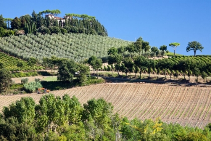 Picture of ITALY-TUSCANY VILLA ON HILLSIDE SURROUNDED WITH OLIVE TREES AND VINEYARD