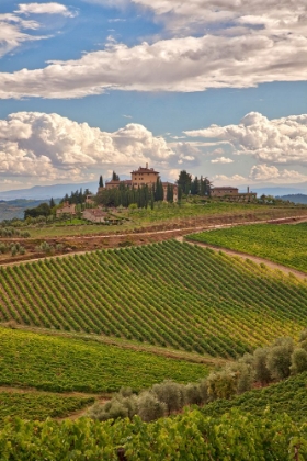 Picture of ITALY-TUSCANY A VIEW OF THE VINEYARDS AND VILLA IN CHIANTI REGION OF TUSCANY-ITALY