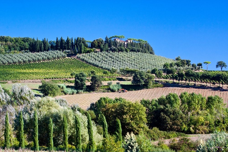 Picture of ITALY-TUSCANY VILLA ON HILLSIDE SURROUNDED WITH OLIVE TREES AND VINEYARD