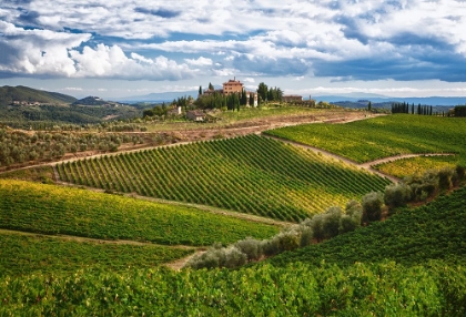 Picture of ITALY-TUSCANY A VIEW OF THE VINEYARDS AND VILLA IN CHIANTI REGION OF TUSCANY-ITALY