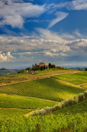 Picture of ITALY-TUSCANY A VIEW OF THE VINEYARDS AND VILLA IN CHIANTI REGION OF TUSCANY-ITALY