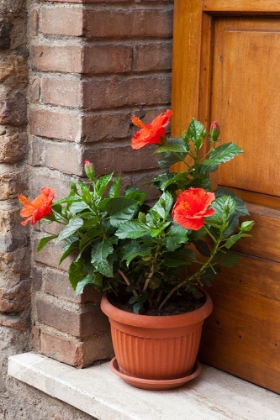 Picture of ITALY-TUSCANY-SAN GIMIGNANO RED HIBISCUS FLOWER IN A POT ON THE DOORSTEP OF A HOME IN SAN GIMIGNANO