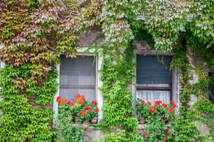 Picture of ITALY-VENICE A PAIR OF WINDOWS WITH RED IVY GERANIUMS AND IVY CLIMBING THE WALLS