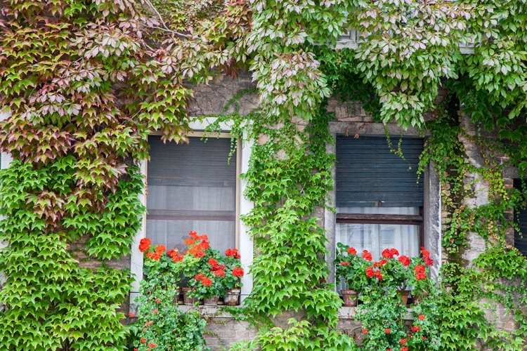 Picture of ITALY-VENICE A PAIR OF WINDOWS WITH RED IVY GERANIUMS AND IVY CLIMBING THE WALLS