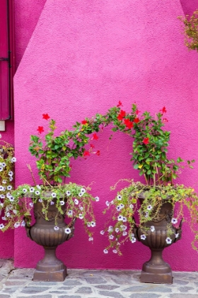 Picture of ITALY-VENICE-BURANO ISLAND URNS PLANTED WITH FLOWERS AGAINST A BRIGHT PINK WALL ON BURANO ISLAND