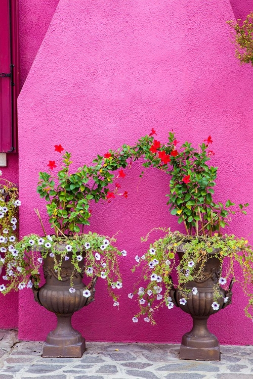 Picture of ITALY-VENICE-BURANO ISLAND URNS PLANTED WITH FLOWERS AGAINST A BRIGHT PINK WALL ON BURANO ISLAND