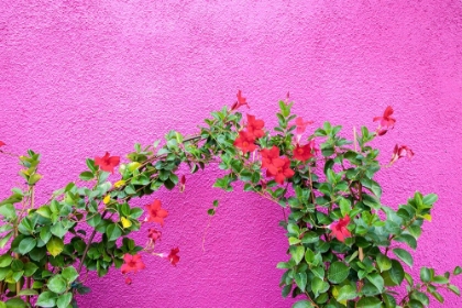 Picture of ITALY-VENICE-BURANO ISLAND VINING FLOWERS AGAINST A BRIGHT PINK WALL ON BURANO ISLAND