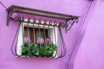 Picture of ITALY-VENICE-BURANO ISLAND POTTED HYDRANGEAS ON A WINDOW SILL OF A LAVENDER HOUSE