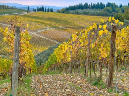 Picture of ITALY-TUSCANY VINEYARD NEAR RADDA IN CHIANTI IN THE FALL