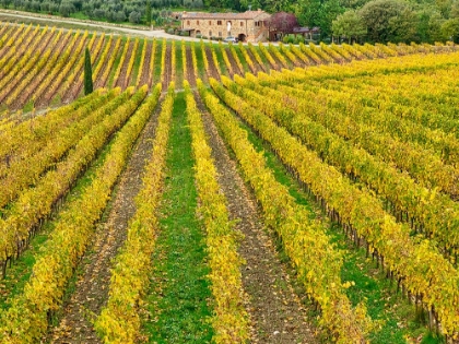 Picture of ITALY-TUSCANY COLORFUL VINEYARD IN AUTUMN