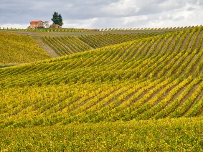 Picture of ITALY-TUSCANY COLORFUL VINEYARD IN AUTUMN