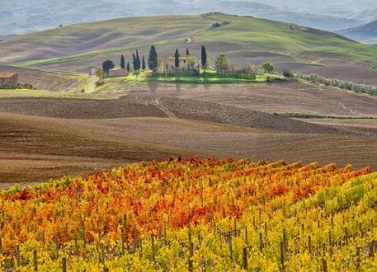 Picture of ITALY-TUSCANY COLORFUL VINEYARD IN AUTUMN