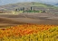 Picture of ITALY-TUSCANY COLORFUL VINEYARD IN AUTUMN