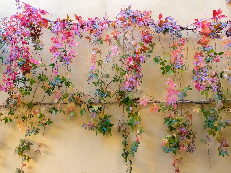 Picture of ITALY-TUSCANY-PIENZA COLORFUL VINES HANGING ON A WALL ALONG THE STREETS