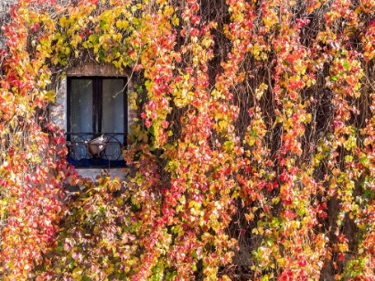 Picture of ITALY-TUSCANY-PIENZA IVY COVERED WALL ALONG THE STREETS