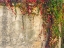 Picture of ITALY-TUSCANY-MONTICCHIELLO RED IVY COVERING THE WALLS OF THE BUILDINGS