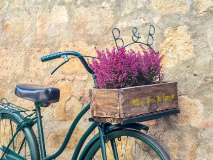 Picture of ITALY-TUSCANY-MONTICCHIELLO BICYCLE WITH BRIGHT PINK HEATHER IN THE BASKET