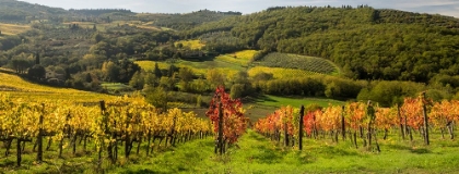 Picture of ITALY-TUSCANY PANORAMIC VIEW OF A COLORFUL VINEYARD IN THE TUSCAN LANDSCAPE