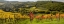 Picture of ITALY-TUSCANY PANORAMIC VIEW OF A COLORFUL VINEYARD IN THE TUSCAN LANDSCAPE