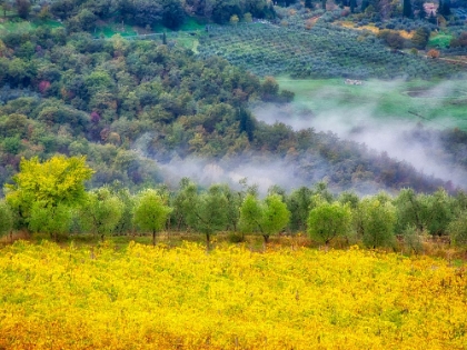 Picture of ITALY-TUSCANY AUTUMN MORNING WITH FOG IN THE TUSCAN VALLEY