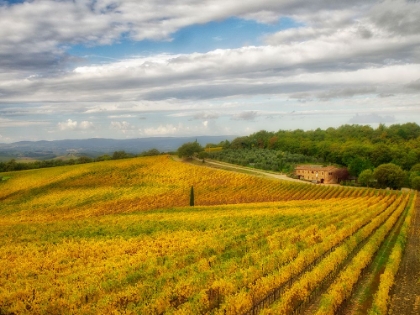 Picture of ITALY-TUSCANY COLORFUL VINEYARD IN AUTUMN