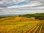Picture of ITALY-TUSCANY COLORFUL VINEYARD IN AUTUMN